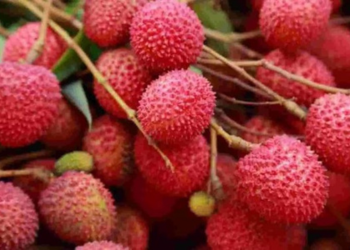 Tezpur Litchi